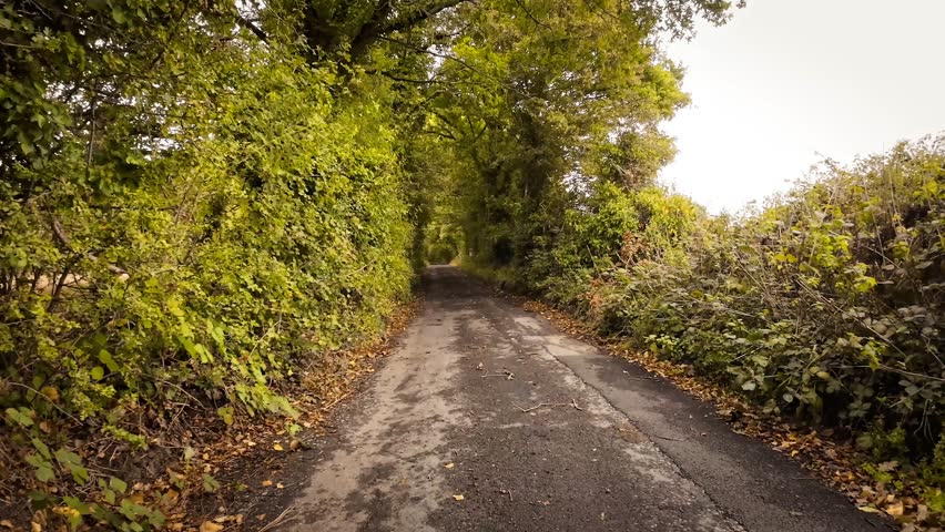 Autumnal Roadway A Scenic Drive Through the Forest