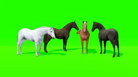green screen video of a group of horses