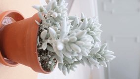 VERTICAL VIDEO. Senecio Haworthii Succulent or cocoon plant. Rotating turntable shot. - Powered by Shutterstock - Get 15% off with code: PIKWIZARD15
