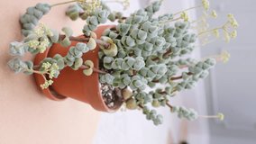 VERTICAL VIDEO. Crassula Plegmatoides succulent in flower, rotating shot on brown turntable - Powered by Shutterstock - Get 15% off with code: PIKWIZARD15