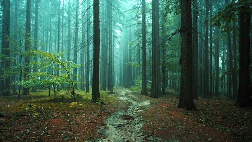 Mysterious forest on a foggy autumn morning. A cool day in nature with tall trees creates a mysterious atmosphere inviting you to walk and admire the beauty of forests and nature trails
