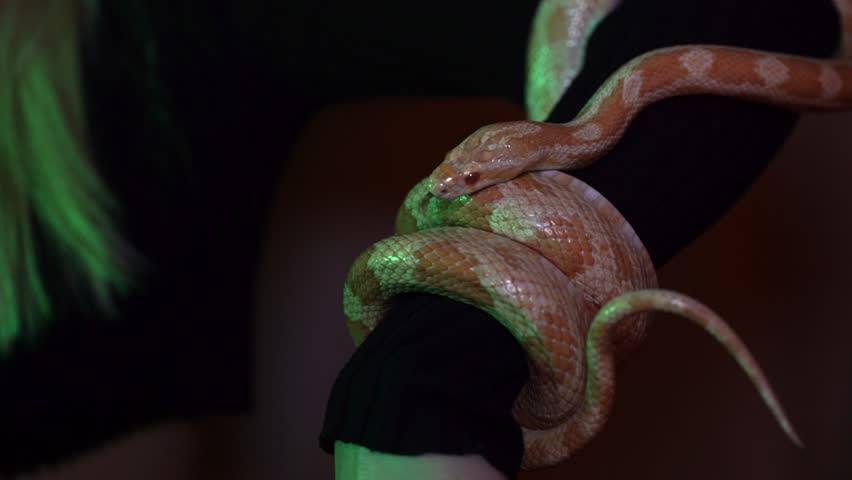 blon woman holding a snake in her arm