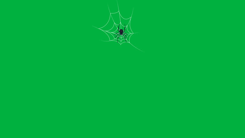 spider and spider web on greenscreen Royalty-Free Stock Footage #1109410791