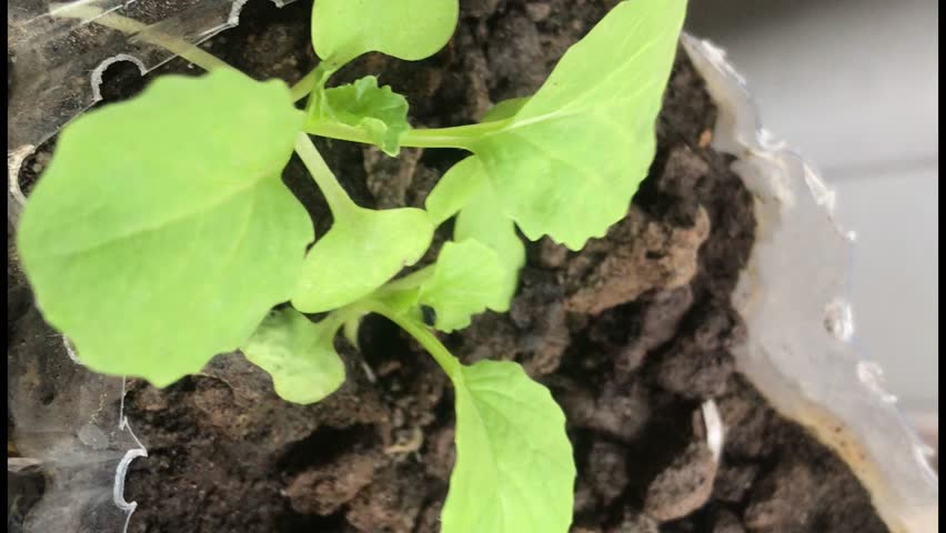 A simple image of a mustard plant that is still being planted using a hydroponic mustard model with the Latin name Brassica chinensis var. parachinensis