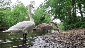 -The swans on the lake are in London Park-United Kingdom.
-A lake with the natural Forest and Swan with her two chicks. Epping Forest -London England
-4K resolution video 4096x2304