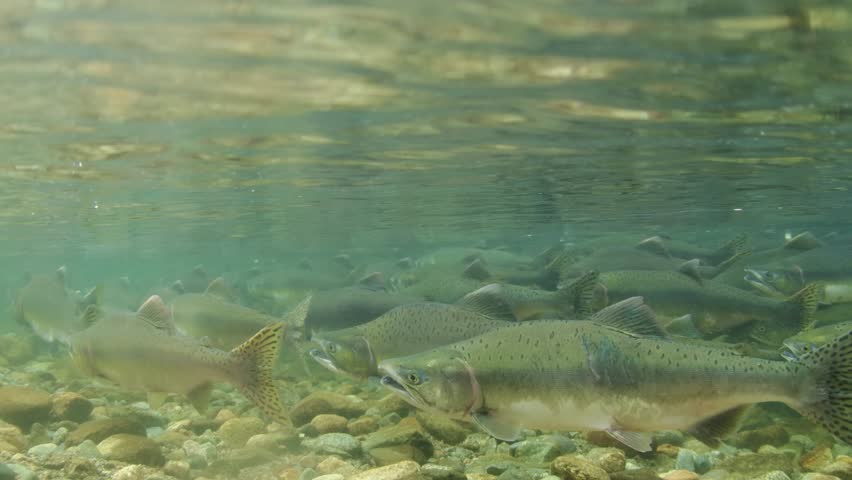 School of adult Pink salmon in a shallow stream in British Columbia, Canada.