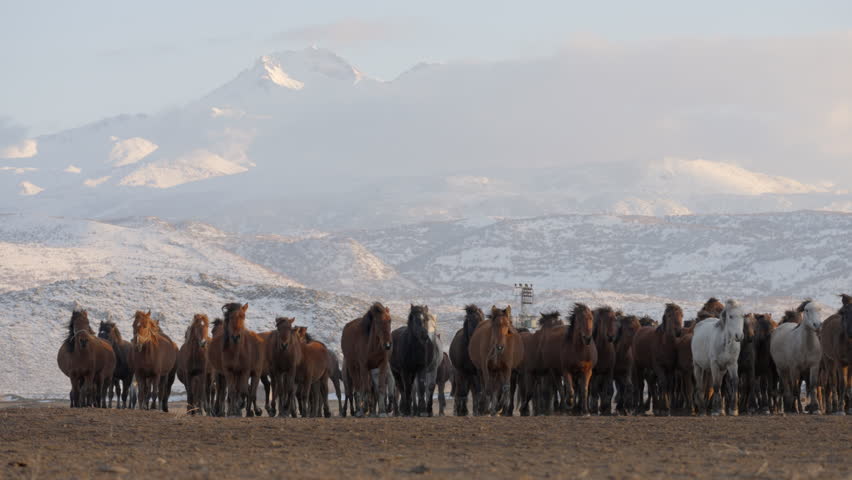 Herd Of Horses Trotting Against Snowcapped Mountains - Cappadocia, Turkey
