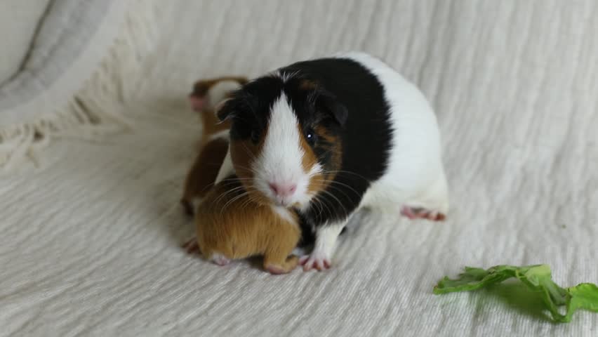 Adorable tricolour female guinea pig with black button eyes standing on couch with her two-days old triplets nursing 
