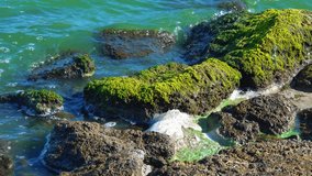 Natural landscape, green Enteromorpha algae on rocks near the shore of the Khadzhibey estuary, southern Ukraine