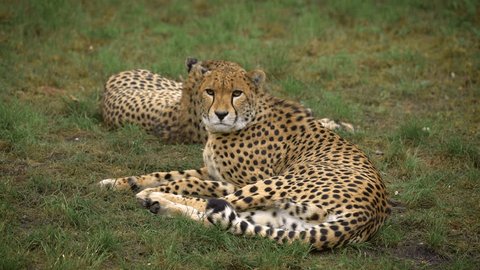 The cheetah close-up view. Animal behavior. High quality 4k footage ஸ்டாக் வீடியோ