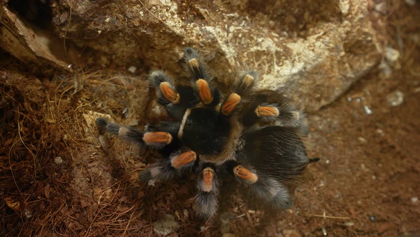 Tarantula Brachypelma hamorii (Mexican redknee tarantulas) close up. High quality 4k footage