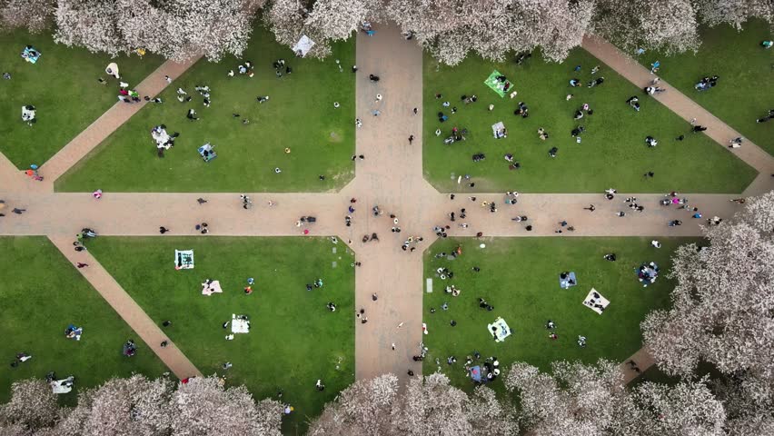 Rising top down shot of many students in garden with cherry trees at University of Washington , The Quad, Seattle Royalty-Free Stock Footage #1109427201