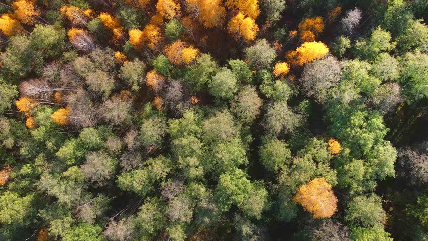 Yellow and green autumn trees in a forest at sunset. Aerial top down view. Abtract autumn nature background. 
