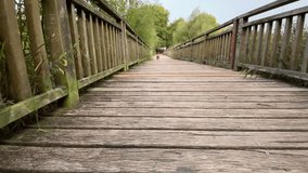 A Spitz dog runs along a wooden bridge. Red Spitz on a walk.