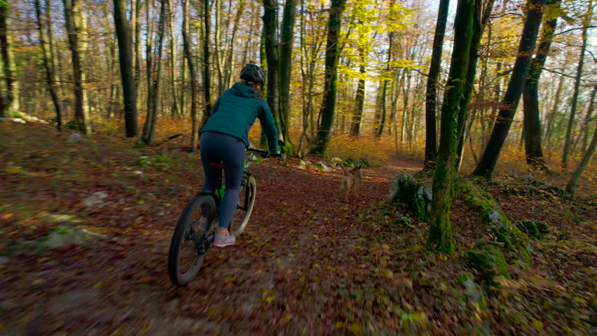 AERIAL: Colorful autumn forest and lady mountain biking with a dog by her side. She is riding fast down the trail on her electric bike through beautiful woods colored in vibrant shades of fall season.