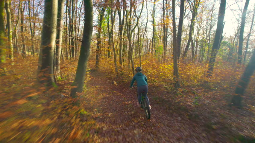 AERIAL: Colorful autumn forest and lady mountain biking with a dog by her side. She is riding fast down the trail on her electric bike through beautiful woods colored in vibrant shades of fall season.