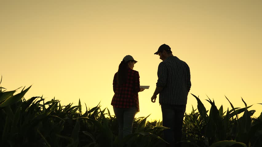 Teamwork of business people in agriculture. Farmer woman, man with computer tablet are working on green corn field, discussing harvest, grain sprouts. Business people, partners shake hands on field. Royalty-Free Stock Footage #1109434857