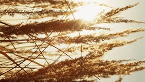 Vertical video. Meadow afternoon background. Rural field. Nature tranquility. Peaceful growth. Dry grass golden straw reed heads on foggy sky with blur sunlight.