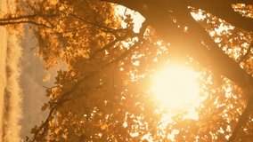Vertical video. Fall sunset background. Forest landscape. Golden woods foliage. Nature harmony. Autumn orange brown tree growing on meadow in lens flare on defocused countryside.