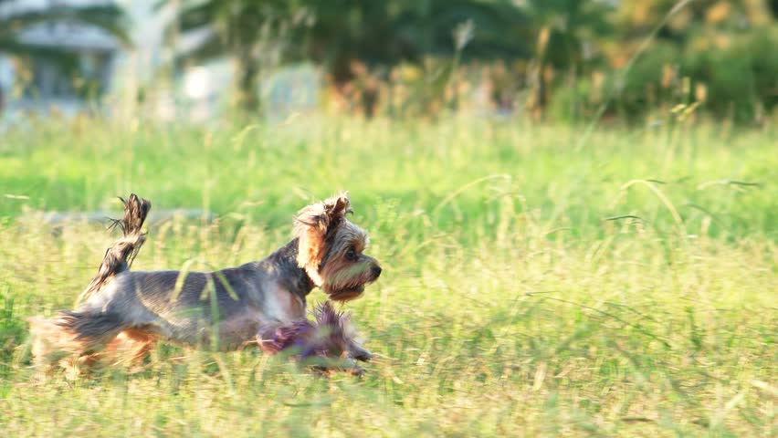 the dog runs through the grass. Happy and Active Yorkshire Terrier with violet paws in the park