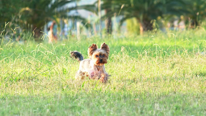 the dog runs through the grass. Happy and Active Yorkshire Terrier with violet paws in the park