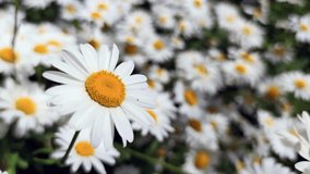 Close-up view of beautiful white chamomile flower field. Abstract natural summertime background. Slow motion video. Soft focus. Copy space for your text. Beauty in nature theme.