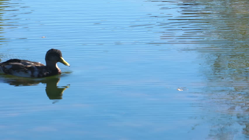 Two mallard ducks swimming by on a pond