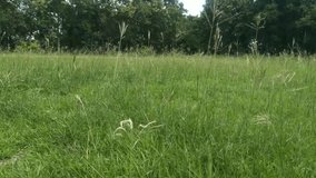 Video of the shaking of the grass during the day.