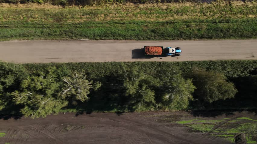 A tractor with a harvested carrot rides among the fields.
