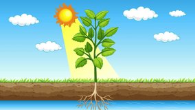 Educational animation on how plants use photosynthesis to produce water with sunlight.