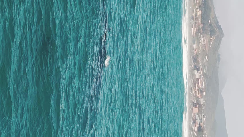 The southern right whales breach, Eubalaena australis. Mother and calf of the Right Whales swim near Brazilian shore near the town of Imbituba. The calf breaches and falls with splash