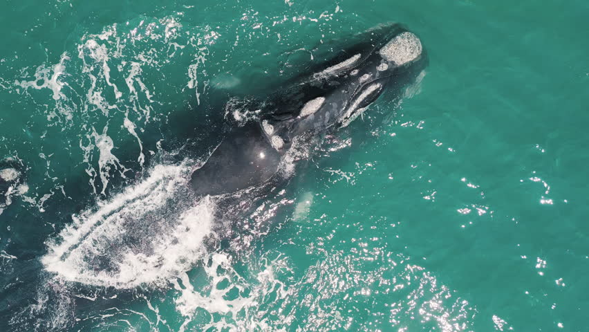 The southern right whales, Eubalaena australis. Mother and calf of the Right Whales swim near Brazilian shore near the town of Imbituba