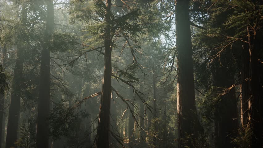 Sequoia National Park under the fog mist clouds fantasy. Sequoia Redwood Forest