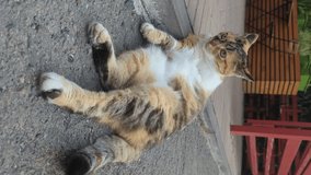 Vertical footage of a Funny colorful Cat lies on back on the street.