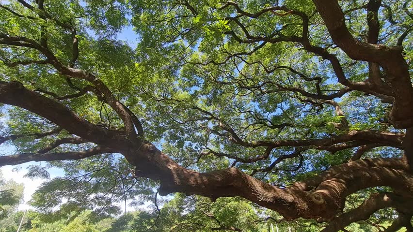 The branches and green leaves of a large tree in nature.  | Shutterstock HD Video #1109450193
