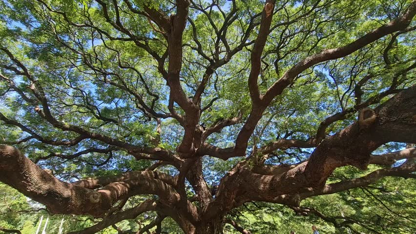 The branches and green leaves of a large tree in nature.  | Shutterstock HD Video #1109450195