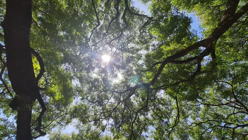Tree top of big tree with sunlight.  | Shutterstock HD Video #1109450679