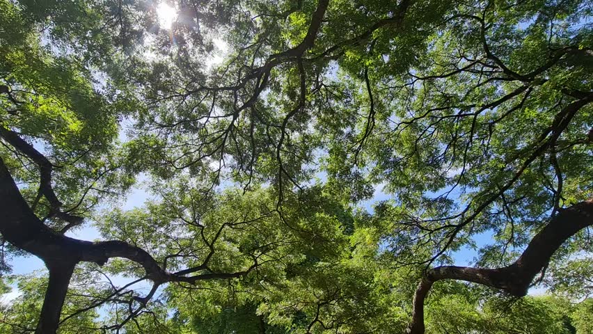 Tree top of big tree with sunlight.  | Shutterstock HD Video #1109450681