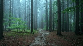 Autumn mysterious forest in the fog. The path between tall trees creates a mysterious and haunting atmosphere of shining light. Cold morning alone in moody nature. - Powered by Shutterstock - Get 15% off with code: PIKWIZARD15