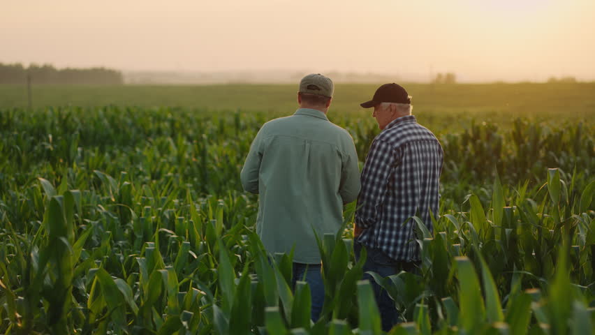 Agronomist And Farmer Viewing Agricultural Fields In Summer, Two Farm Workers Standing On Corn Field Royalty-Free Stock Footage #1109454727
