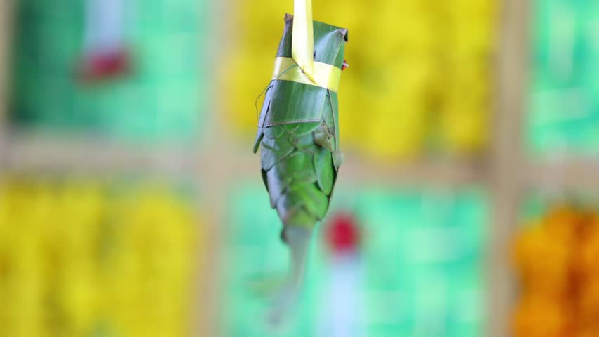  beautyfull leafs craft parrot 4k video Closeup Shot Blurry Background