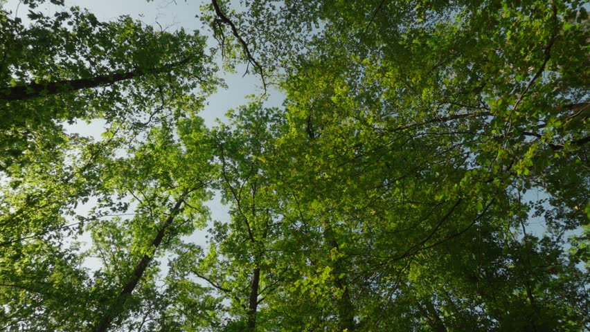 Low angle shot of the treetops of a pine forest against a clear blue sky. 