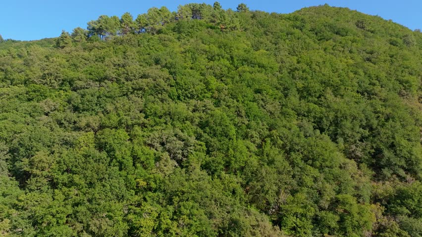Verdant Trees In The Mountain Forest In Summer. - aerial