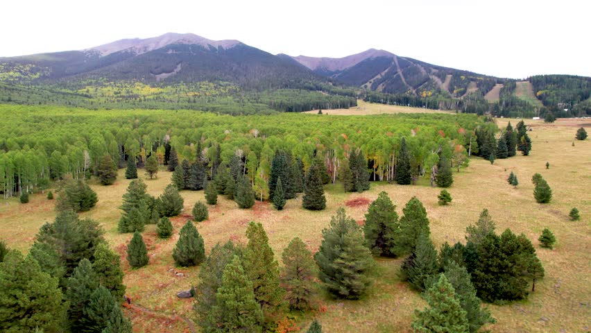 mountain autumn forest drone footage