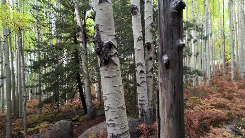 A dolly drone shot of a quiet aspen forest