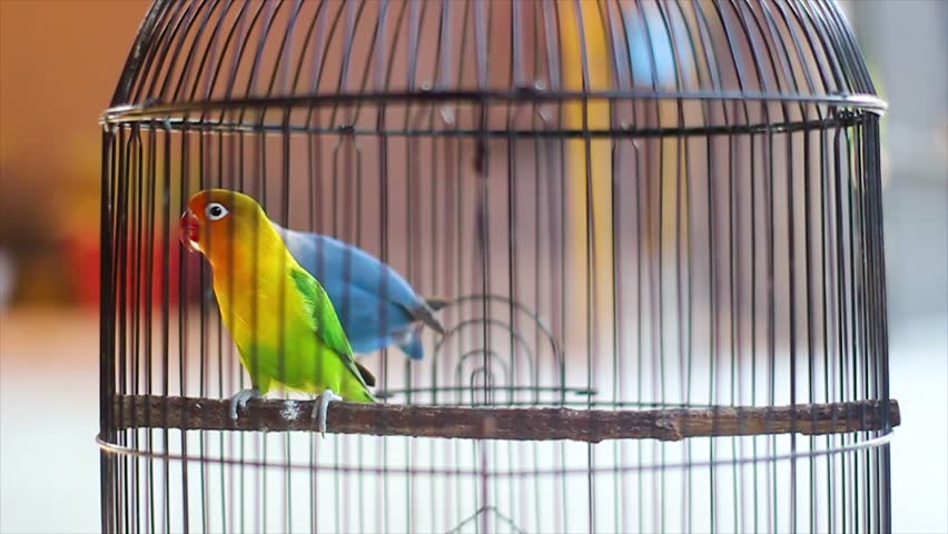 A pair of love birds in a cage, love birds, green and blue pet birds. Their name comes from the commonly observed behavior that a pair of love birds will sit close to each other and cherish each other Royalty-Free Stock Footage #1109464185
