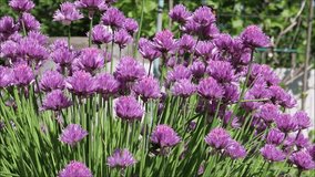 One bumblebee crawls along the stem of a flower, another bumblebee flutters from flower to flower. Bumblebees pollinate purple flowers of decorative chives in the garden on a sunny summer day. Video