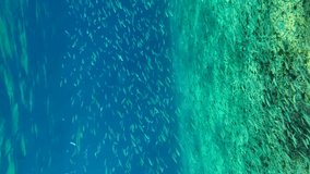 Vertical video, School of small fish swims in blue water under surface above sandy-rocky seabed in daytime