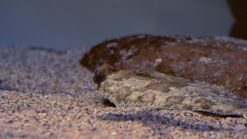 Closeup Of Fantail Flounder Fish On Tank Bottom In Aquarium.