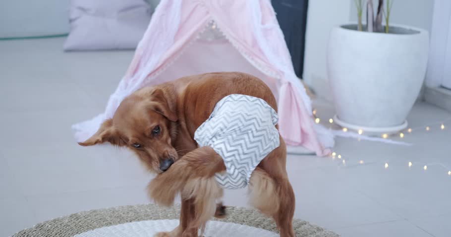 A golden retriever wearing a dog diaper is chasing his tail. Chasing the tail is a dog game, fun when you're bored. Discomfort in the tail area in dogs, chewing the tail. Royalty-Free Stock Footage #1109468231